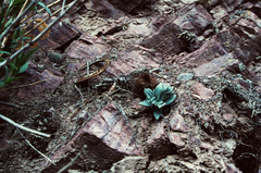Echeveria argentinensis