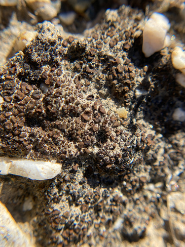 iNaturalist observation photo of Earthscale Lichens