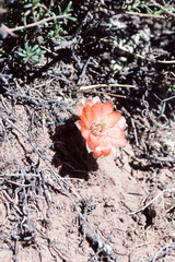 Aylostera pygmaea