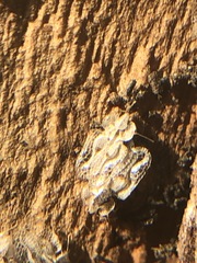 Corythucha ciliata