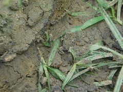 Rhinella horribilis
