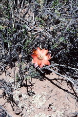 Aylostera pygmaea