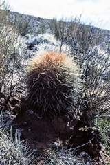 Parodia maassii