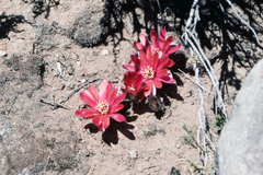 Aylostera pygmaea