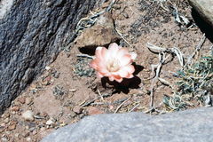 Aylostera pygmaea