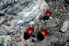 Aylostera atrovirens