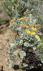 Pentzia dentata