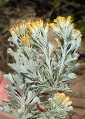 Pentzia dentata