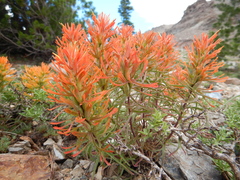 Castilleja covilleana