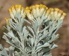 Pentzia dentata