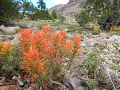 Castilleja covilleana