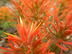 Castilleja covilleana