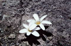 Zephyranthes andina