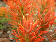 Castilleja covilleana