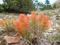 Castilleja covilleana