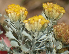 Pentzia dentata