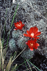 Aylostera fiebrigii