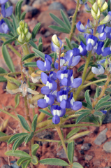 Lupinus pusillus