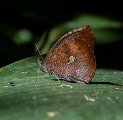 Godartiana muscosa