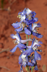 Delphinium scaposum