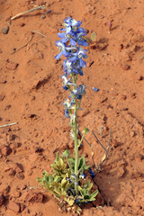 Delphinium scaposum