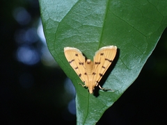 Xanthomelaena schematias