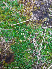 Plagiocheilus frigidus