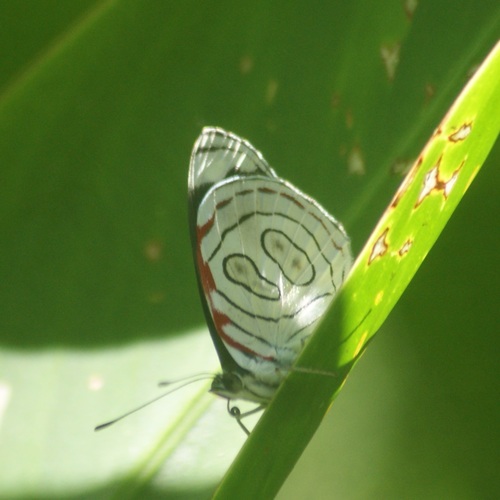Subspecies Diaethria astala asteroide · iNaturalist