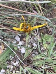 Gazania linearis linearis