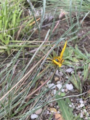 Gazania linearis linearis