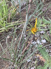 Gazania linearis linearis