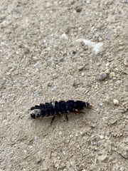 Nyctophila colorata