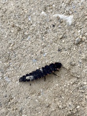 Nyctophila colorata