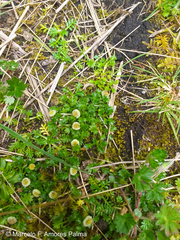 Plagiocheilus frigidus