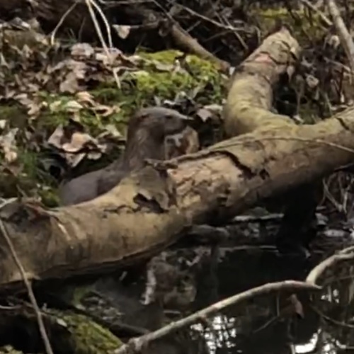 North American River Otter photographed in Mississippi