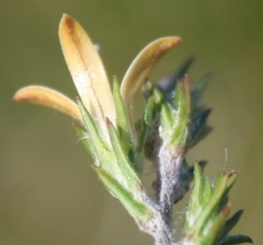 Wahlenbergia cinerea