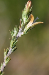 Wahlenbergia cinerea