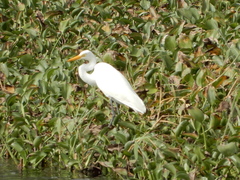 Ardea intermedia