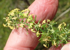 Galium capense