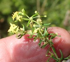 Galium capense