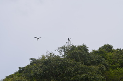 Haliaeetus leucogaster