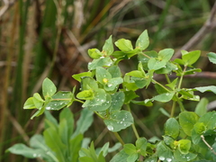 Euphorbia hirsuta