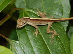 Anolis antonii