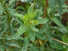 Euphorbia hirsuta