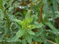 Euphorbia hirsuta