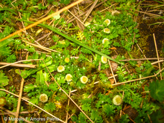 Plagiocheilus frigidus