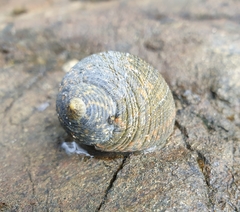 Nerita scabricosta