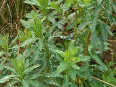 Euphorbia hirsuta