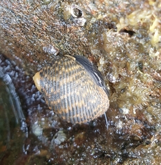Nerita scabricosta