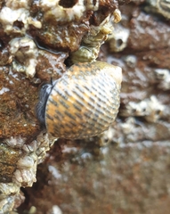 Nerita scabricosta